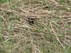 Ictidomys tridecemlineatus