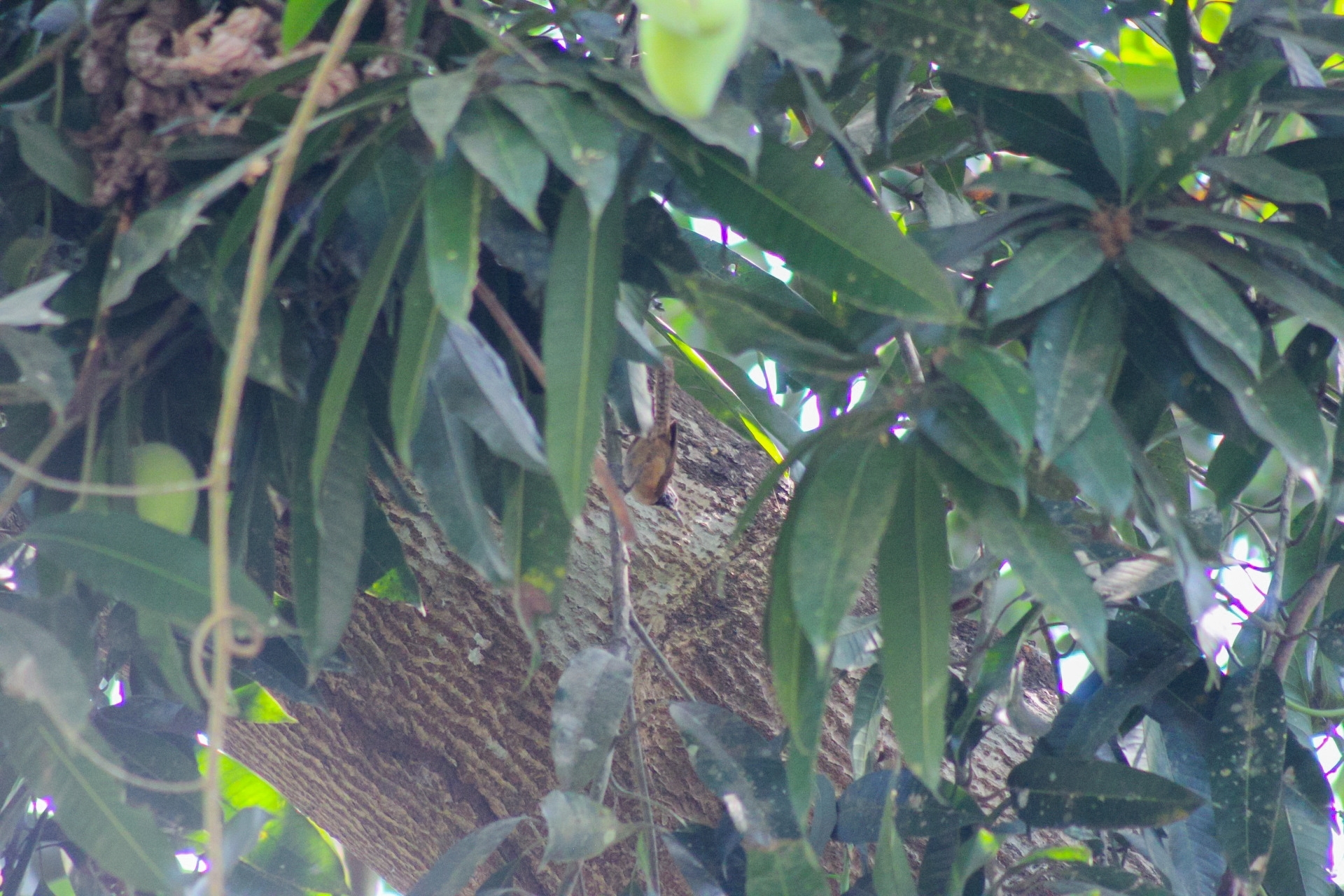 Happy Wren (Pheugopedius felix), photo 10