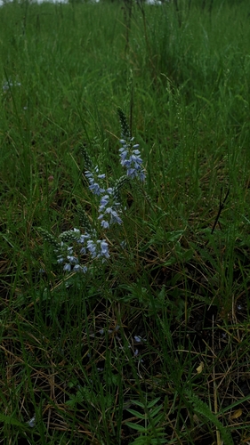 Prostrate Speedwell