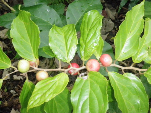 Flacourtia rukam