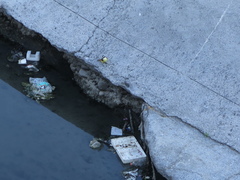 Pitangus sulphuratus