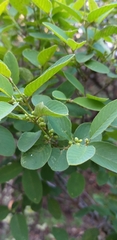 Karwinskia humboldtiana