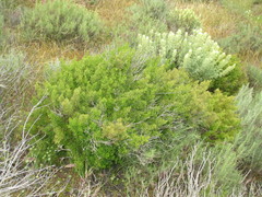 Galium catalinense acrispum