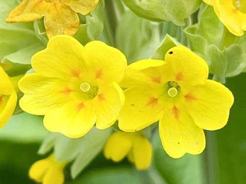 Cowslip