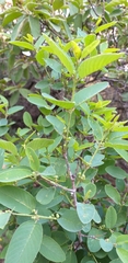 Karwinskia humboldtiana