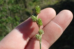 Carex brevior