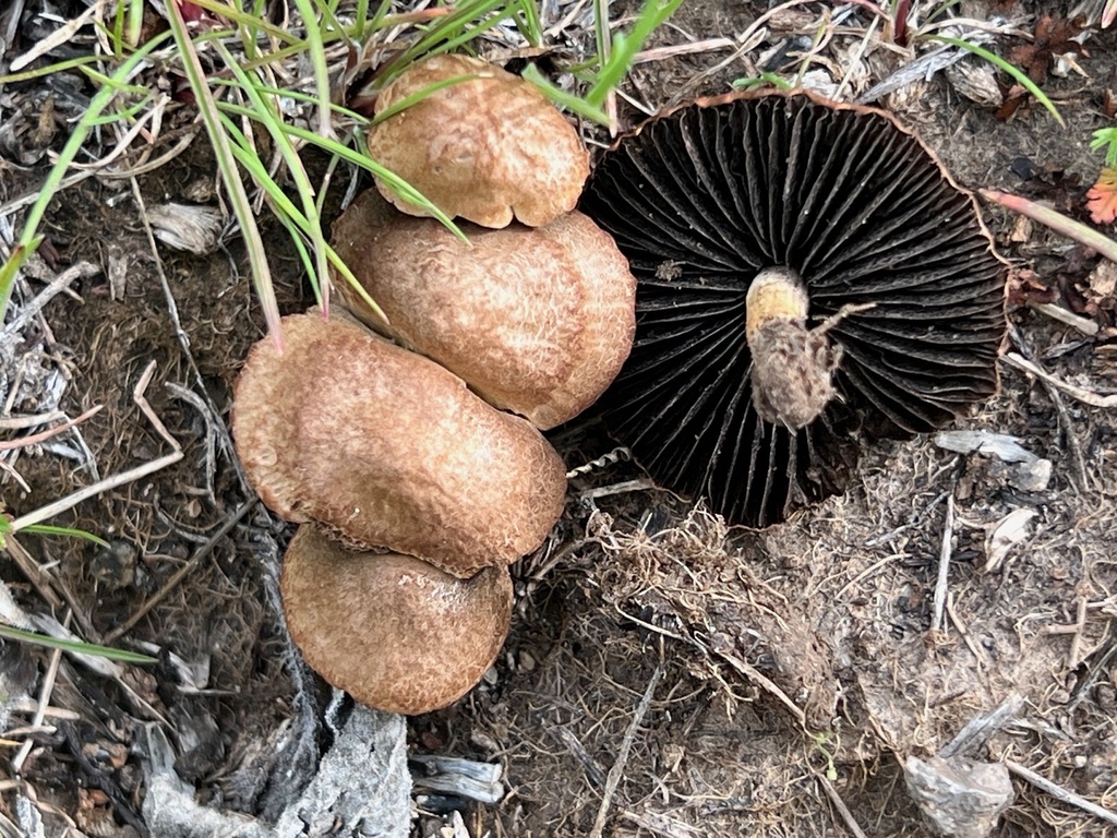 Panaeolus sp. 'PNW05'