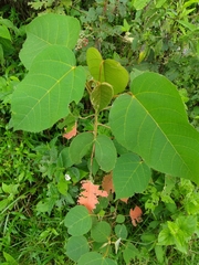 Croton magdalenensis