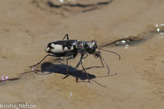 Cicindela willistoni