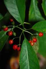Psychotria insularum