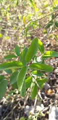 Karwinskia humboldtiana