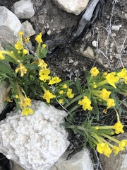 Lithospermum incisum