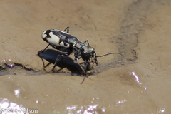 Cicindela willistoni