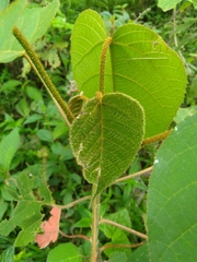 Croton magdalenensis