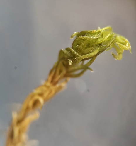 Image of Gymnostomum aeruginosum by (c) Helen Waterman, some rights reserved (CC BY)