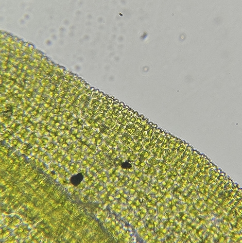 Image of Gymnostomum aeruginosum by (c) Helen Waterman, some rights reserved (CC BY)
