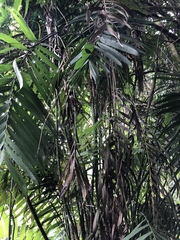 Chamaedorea alternans