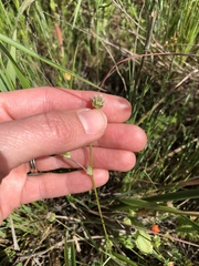 Trifolium microdon