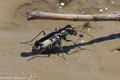 Cicindela willistoni