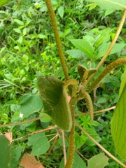 Croton magdalenensis