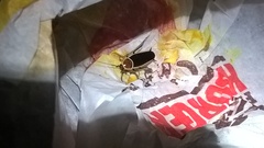 Pseudomops septentrionalis