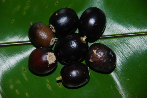 Planchonella garberi observed 2016-05-14