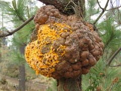 Cronartium conigenum