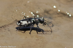 Cicindela willistoni