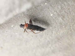 Pseudoxenetus regalis