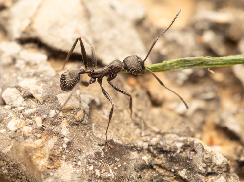 Aphaenogaster picenaAphaenogaster picena