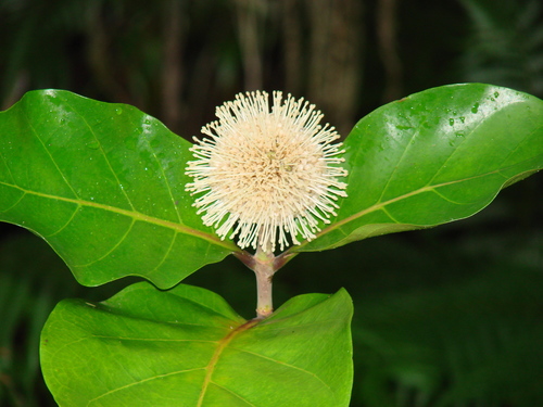 Neonauclea forsteri