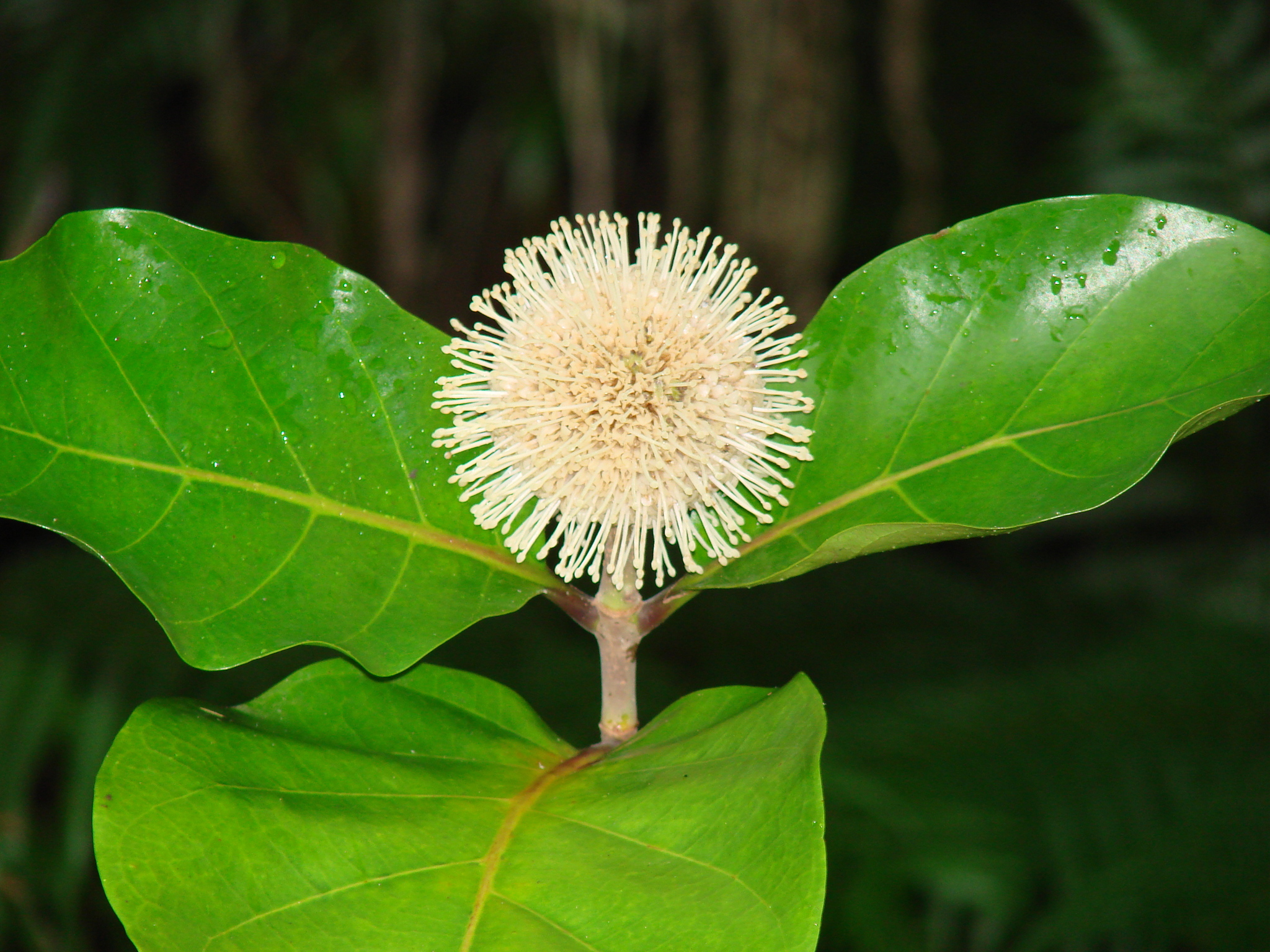 Neonauclea forsteri