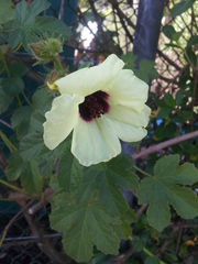 Hibiscus diversifolius diversifolius