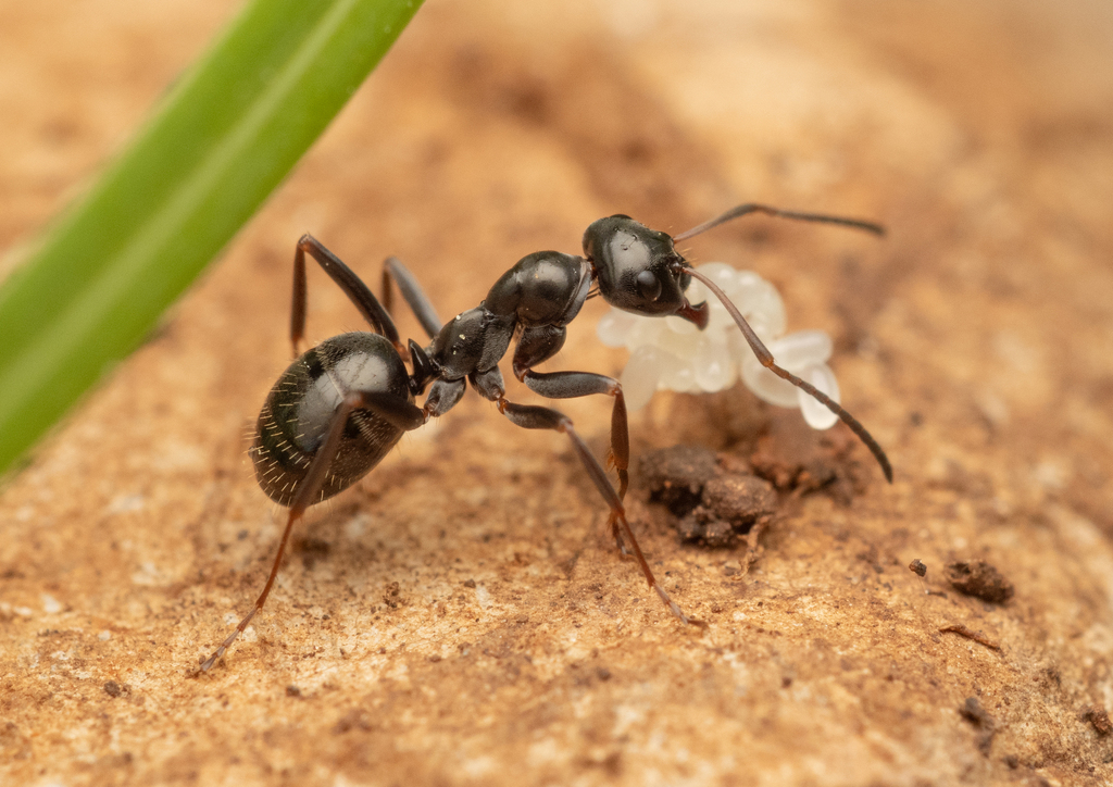 Formica gagates