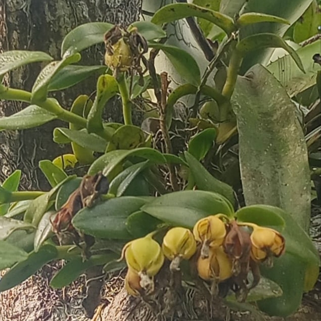 Epidendrum pseudodifforme
