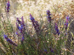 Trichostema lanatum
