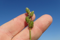 Carex longii