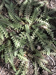 Pedicularis centranthera
