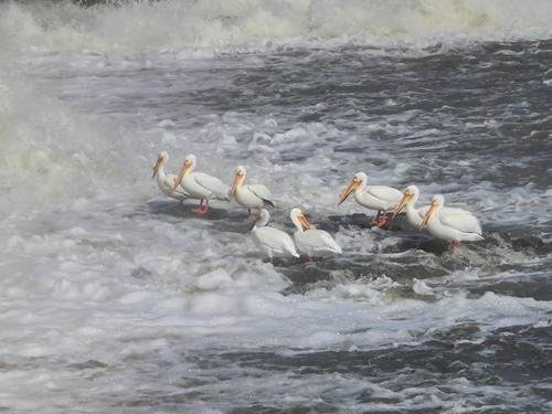 American White Pelican photographed in Minnesota