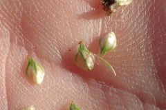 Carex longii