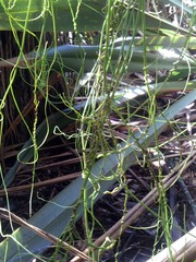 Cassytha paniculata