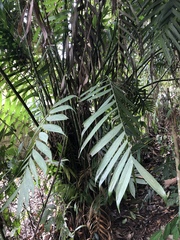 Chamaedorea alternans