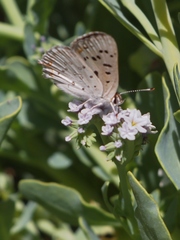 Tharsalea xanthoides