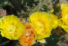 Opuntia × vaseyi