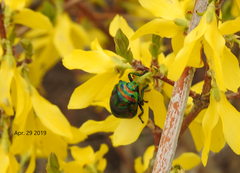 Poecilocoris splendidulus