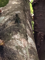 Sceloporus serrifer