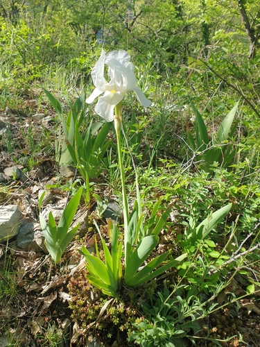 Image of Iris albicans by (c) Clément Maouche, some rights reserved (CC BY)
