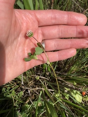 Trifolium microdon