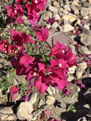 Bougainvillea