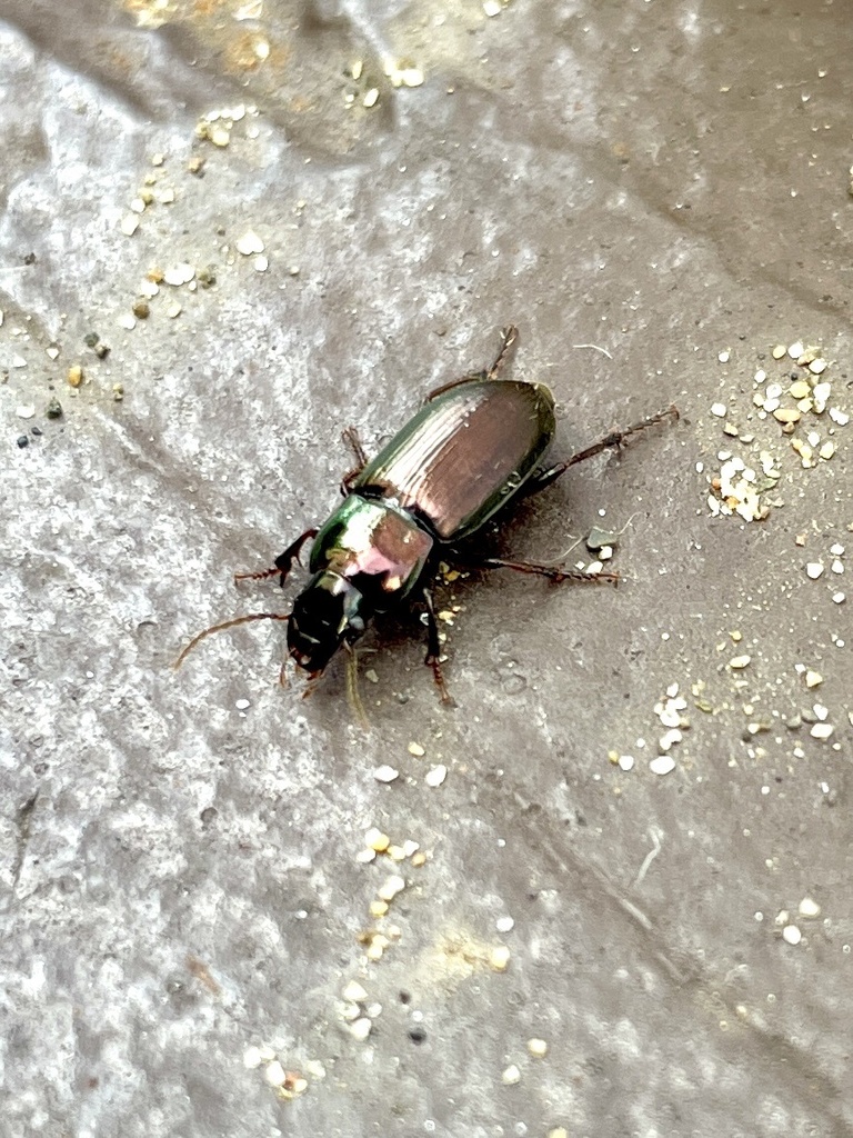 Metallic Harpalus